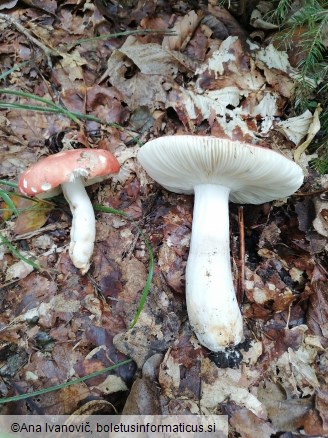 Russula aurora