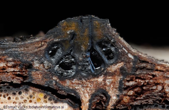 Lopadostoma dryophilum