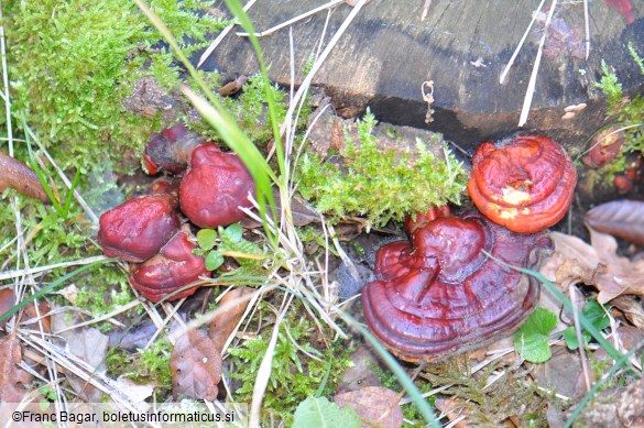 Ganoderma lucidum