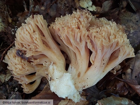 Ramaria fagetorum