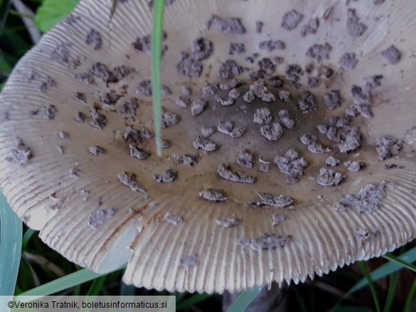 Amanita ceciliae