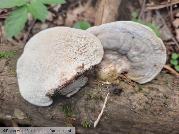 Trametes gibbosa