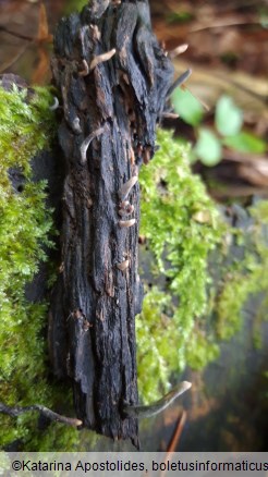 Xylaria longipes