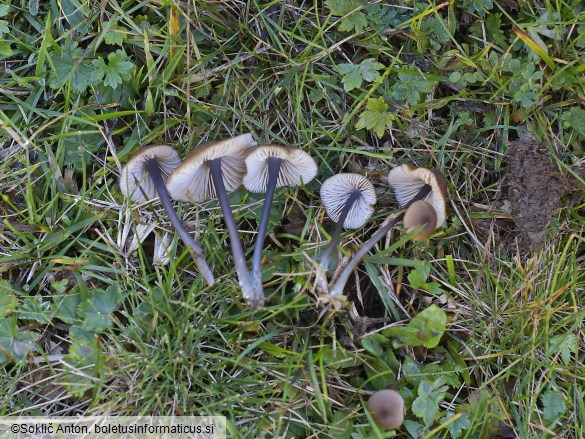 Entoloma asprellum