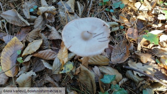 Amanita vaginata