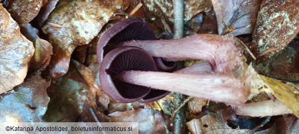 Mycena pelianthina