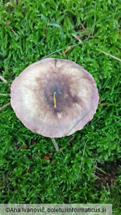 Russula violeipes