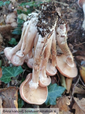 Armillaria ostoyae