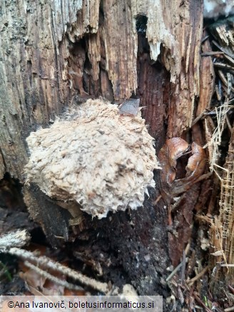 Hericium coralloides