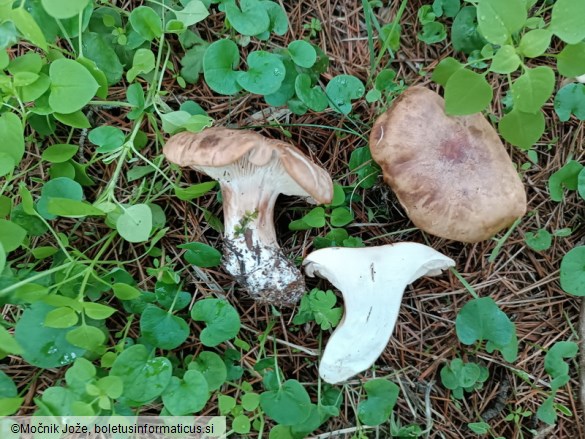 Tricholoma cedretorum