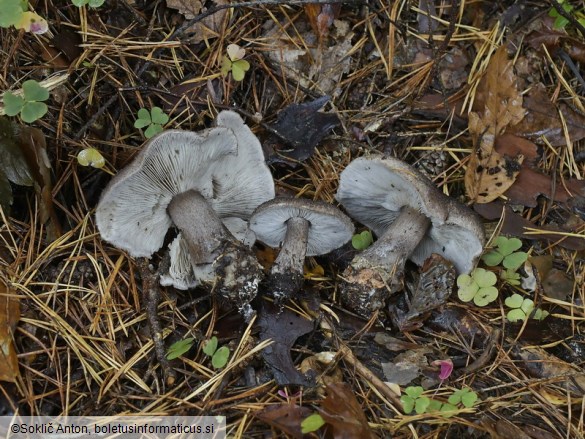 Tricholoma squarrulosum
