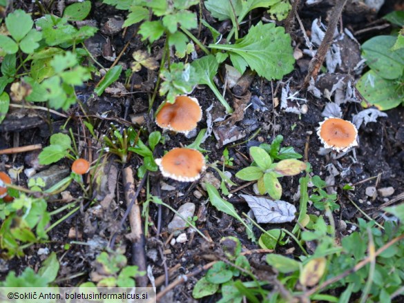 Conocybe vestita