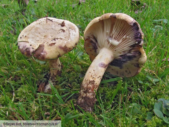 Lactarius flavidus