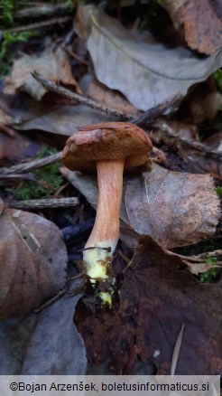 Chalciporus piperatus