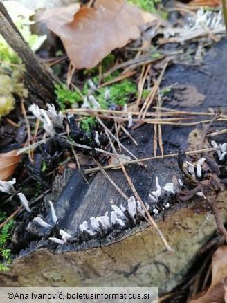 Xylaria hypoxylon