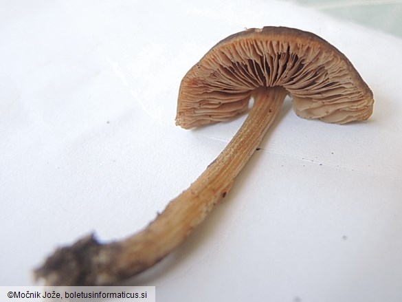 Pluteus podospileus