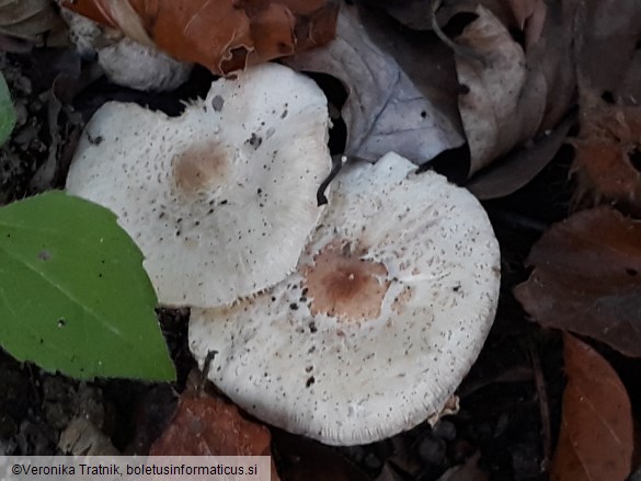 Lepiota cristata