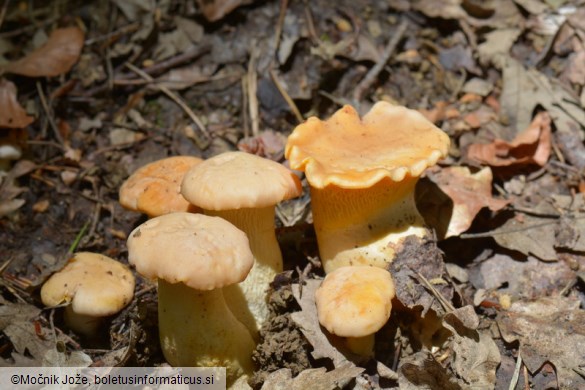 Cantharellus cibarius