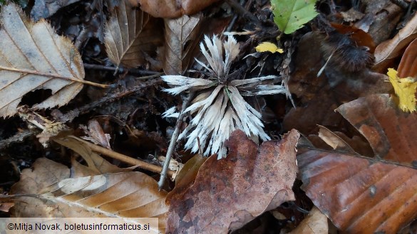 Thelephora penicillata