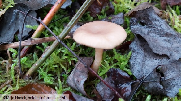 Lactarius glyciosmus