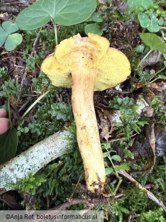 Xerocomus ferrugineus