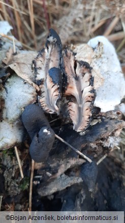 Xylaria polymorpha