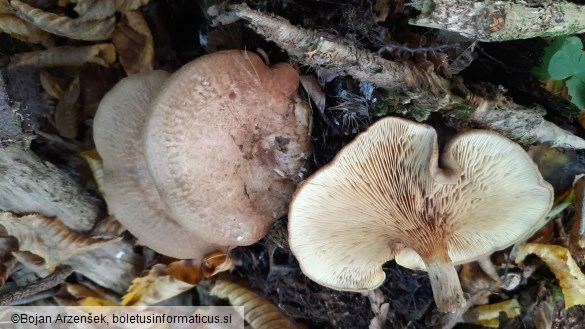 Paxillus involutus