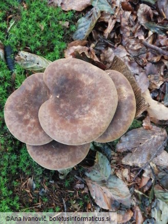 Paxillus atrotomentosus