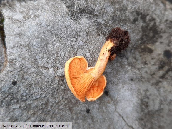 Hygrophoropsis aurantiaca