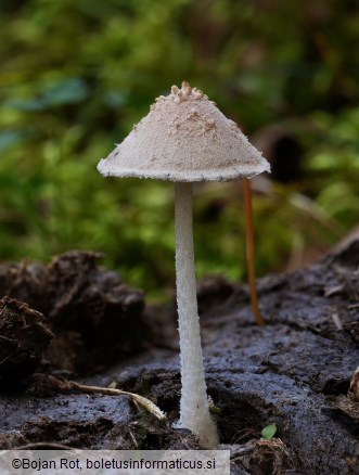 Coprinopsis nivea