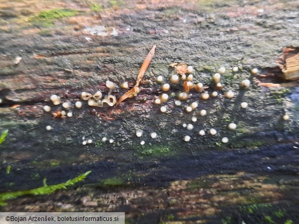 Helicogloea compressa