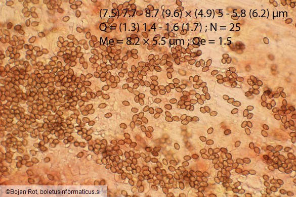 Cortinarius pratensis