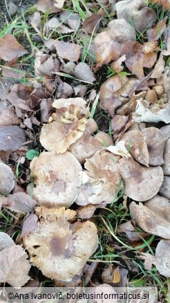 Tricholoma scalpturatum