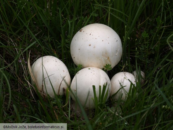 Agaricus urinascens