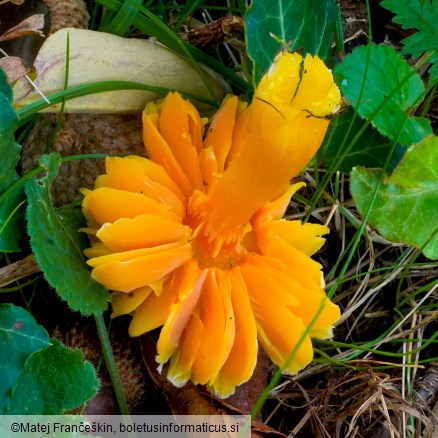 Hygrocybe quieta