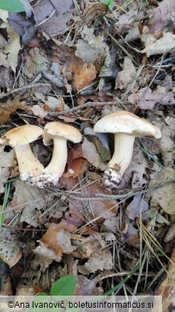 Suillus bovinus