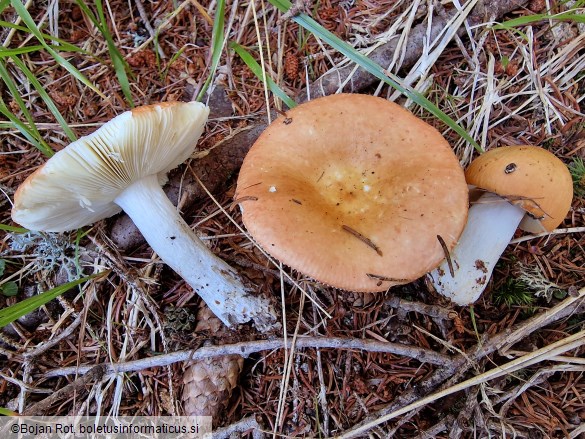 Russula decolorans