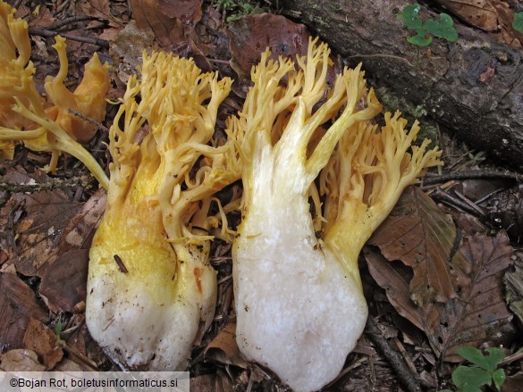 Ramaria flavescens