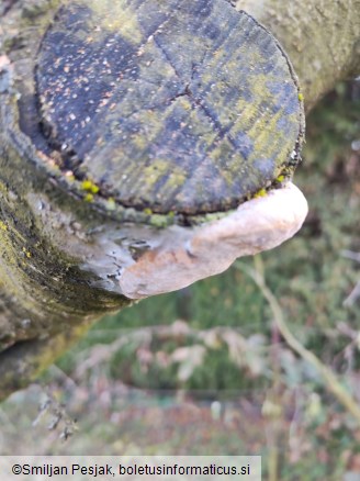 Phellinus tuberculosus