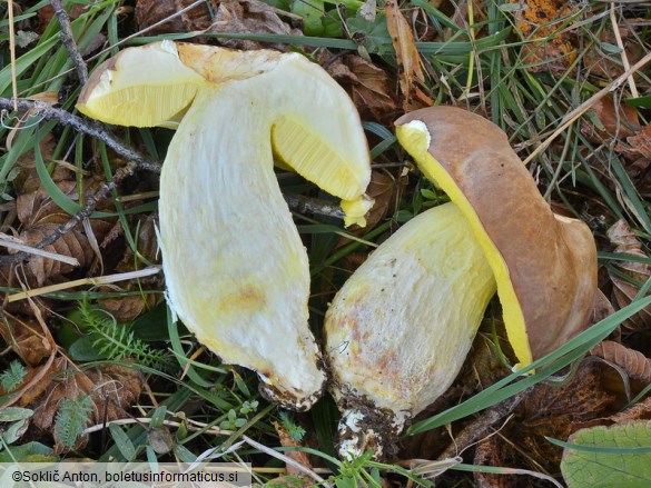 Hemileccinum impolitum