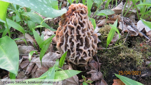 Morchella vulgaris