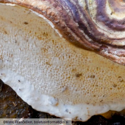 Heterobasidion parviporum