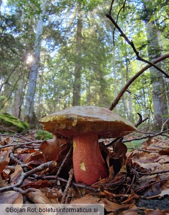 Rubroboletus rubrosanguineus