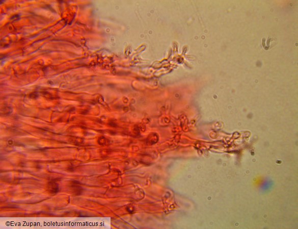 Calyptella capula