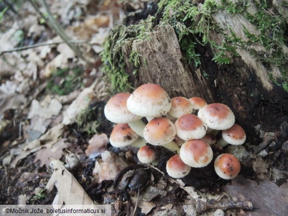 Hypholoma lateritium
