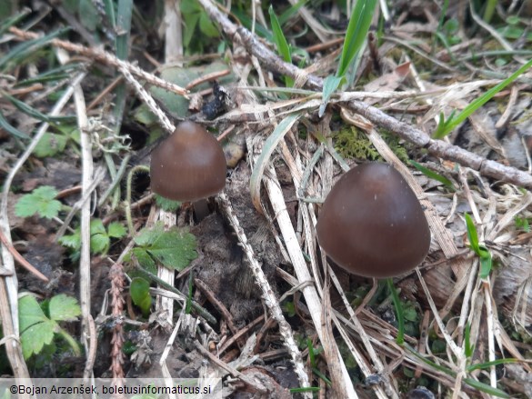 Mycena plumipes