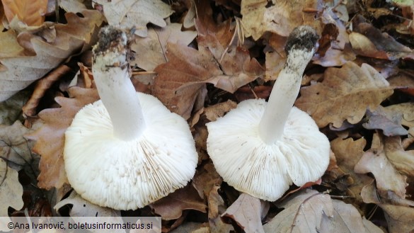 Tricholoma columbetta