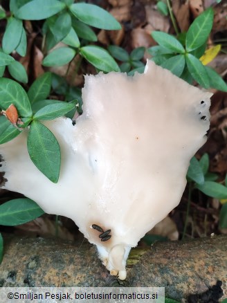 Pleurotus pulmonarius