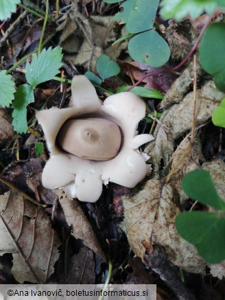 Geastrum rufescens
