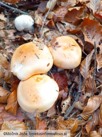 Hygrophorus pudorinus